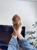 Leo, a male Poodle - Toy  for sale in Beaverton, OR – Photo 6 of 10