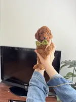 Leo, a male Poodle - Toy  for sale in Beaverton, OR – Photo 4 of 10