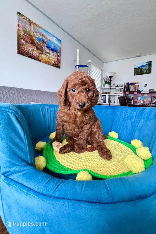 Leo – Poodle - Toy  puppy on hold in Beaverton, OR