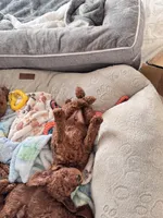 Leo, a male Poodle - Toy  for sale in Beaverton, OR – Photo 8 of 9