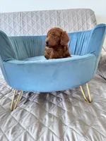 Arlo , a male Poodle - Toy  for sale in Beaverton, OR – Photo 3 of 6