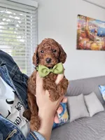 Leo, a male Poodle - Toy  for sale in Beaverton, OR – Photo 2 of 10