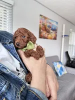 Leo, a male Poodle - Toy  for sale in Beaverton, OR – Photo 3 of 10