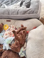 Leo, a male Poodle - Toy  for sale in Beaverton, OR – Photo 9 of 9