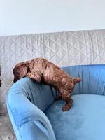 Arlo , a male Poodle - Toy  for sale in Beaverton, OR – Photo 4 of 6