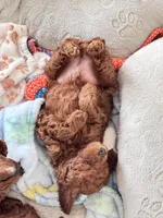 Leo, a male Poodle - Toy  for sale in Beaverton, OR – Photo 7 of 9