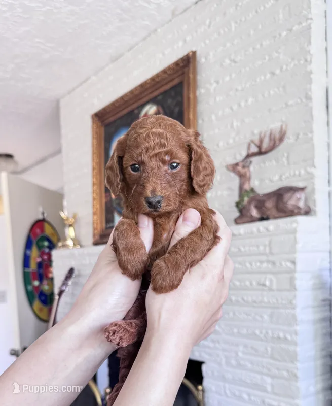 Arlo  – Poodle - Toy  puppy for sale in Beaverton, OR