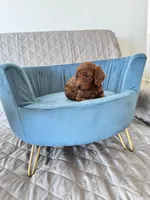 Arlo , a male Poodle - Toy  for sale in Beaverton, OR – Photo 6 of 6