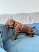 Arlo , a male Poodle - Toy  for sale in Beaverton, OR – Photo 2 of 6