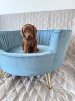 Arlo , a male Poodle - Toy  for sale in Beaverton, OR – Photo 5 of 6