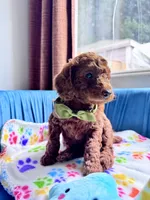 Leo, a male Poodle - Toy  for sale in Beaverton, OR – Photo 5 of 10