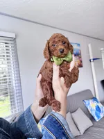 Leo, a male Poodle - Toy  for sale in Beaverton, OR – Photo 1 of 10