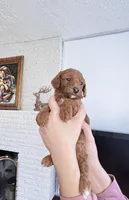 Sunny, a male Poodle - Toy  for sale in Beaverton, OR – Photo 2 of 5