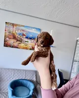 Sunny, a male Poodle - Toy  for sale in Beaverton, OR – Photo 3 of 5