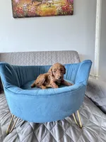 Sunny, a male Poodle - Toy  for sale in Beaverton, OR – Photo 5 of 5