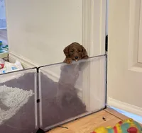 Sunny, a male Poodle - Toy  for sale in Beaverton, OR – Photo 6 of 7