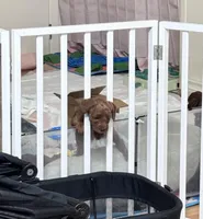 Sunny, a male Poodle - Toy  for sale in Beaverton, OR – Photo 7 of 7