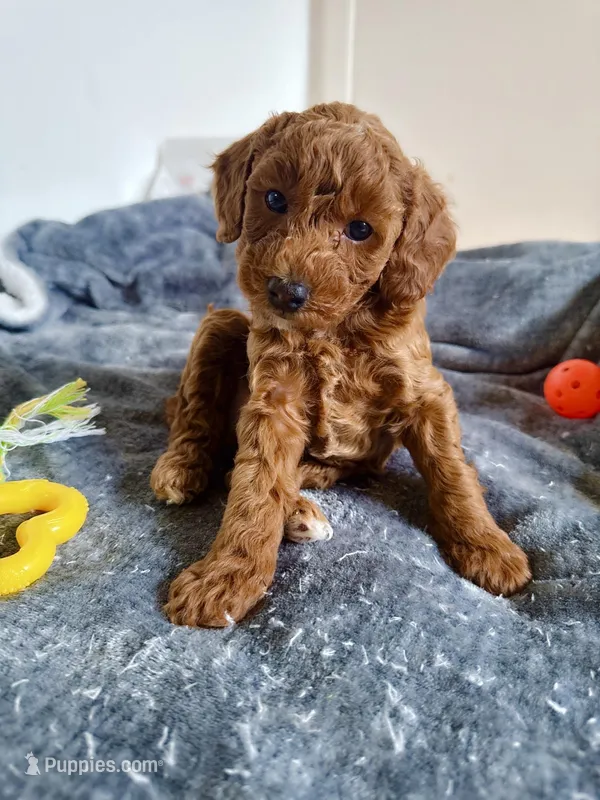 Sunny – Poodle - Toy  puppy for sale in Beaverton, OR