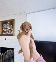 Sunny, a male Poodle - Toy  for sale in Beaverton, OR – Photo 4 of 5