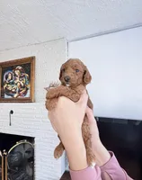 Sunny, a male Poodle - Toy  for sale in Beaverton, OR – Photo 1 of 5