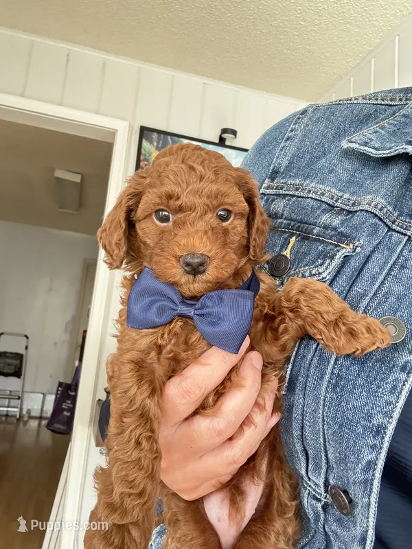 Buster – Poodle - Toy  puppy for sale in Beaverton, OR