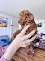 Peanut, a male Poodle - Toy  for sale in Beaverton, OR – Photo 6 of 6