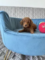 Peanut, a male Poodle - Toy  for sale in Beaverton, OR – Photo 3 of 6