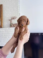 Peanut, a male Poodle - Toy  for sale in Beaverton, OR – Photo 4 of 6