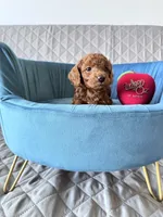 Peanut, a male Poodle - Toy  for sale in Beaverton, OR – Photo 2 of 6