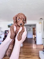 Peanut, a male Poodle - Toy  for sale in Beaverton, OR – Photo 5 of 6