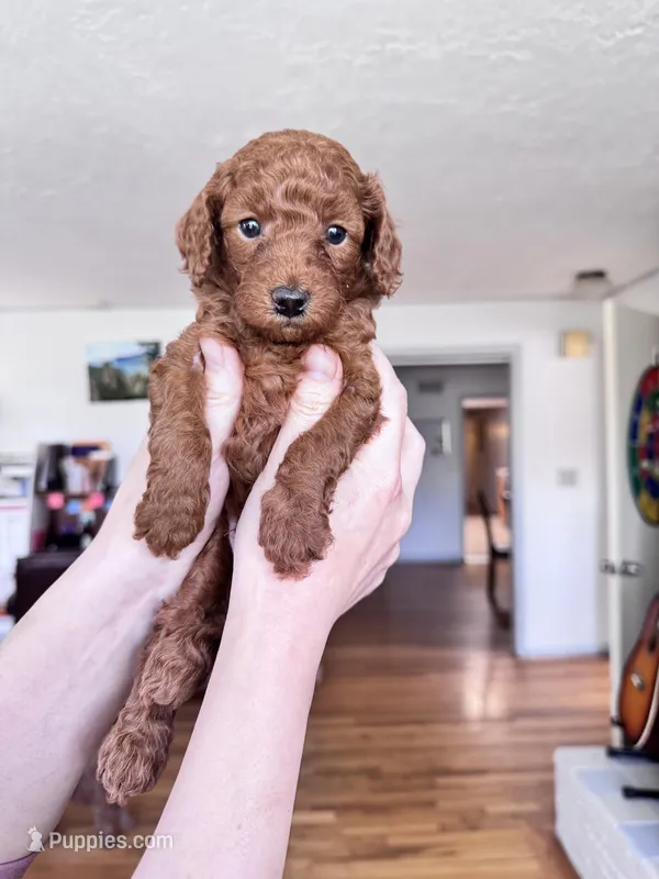 Peanut – Poodle - Toy  puppy for sale in Beaverton, OR