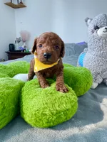 Remy, a male Poodle - Toy  for sale in Beaverton, OR – 1 of 4