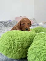 Archie, a male Poodle - Toy  for sale in Beaverton, OR – 5 of 6