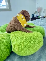 Remy, a male Poodle - Toy  for sale in Beaverton, OR – 3 of 4