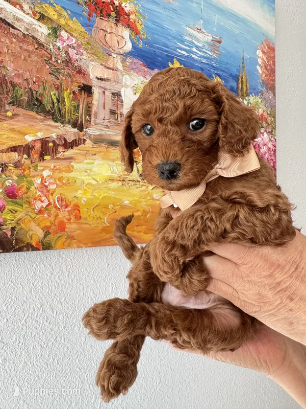 Archie – Poodle - Toy  puppy for sale in Beaverton, OR