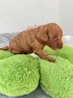 Archie, a male Poodle - Toy  for sale in Beaverton, OR – 6 of 6