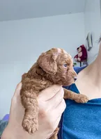 Buster, a male Poodle - Toy  for sale in Beaverton, OR – 2 of 4
