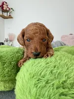 Archie, a male Poodle - Toy  for sale in Beaverton, OR – 3 of 6