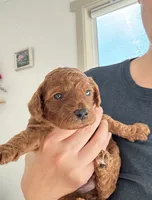 Archie, a male Poodle - Toy  for sale in Beaverton, OR – 1 of 6