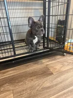 Blue , a male French Bulldog for sale in Columbus, GA – Photo 8 of 10