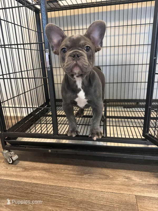 Blue  – French Bulldog puppy for sale in Columbus, GA