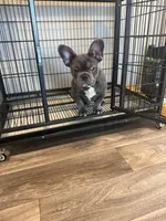 Blue , a male French Bulldog for sale in Columbus, GA – Photo 7 of 10