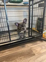 Blue , a male French Bulldog for sale in Columbus, GA – Photo 5 of 10