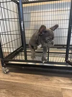 Blue , a male French Bulldog for sale in Columbus, GA – Photo 6 of 10