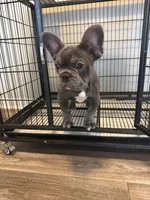 Blue , a male French Bulldog for sale in Columbus, GA – Photo 2 of 10