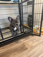 Blue , a male French Bulldog for sale in Columbus, GA – Photo 4 of 10