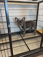 Blue , a male French Bulldog for sale in Columbus, GA – Photo 3 of 10