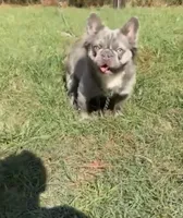 Blue , a male French Bulldog for sale in Columbus, GA – Photo 10 of 10