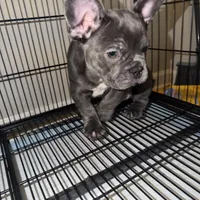 Luka, a male French Bulldog for sale in Columbus, GA – Photo 2 of 10