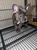 Blue , a male French Bulldog for sale in Columbus, GA – Photo 4 of 10